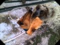 Every dog has its day 