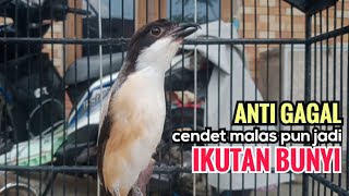 Download lagu Suara Cendet Gacor Toet toet Efektif Anti Gagal Bikin Cendet Malas pun Langsung Nyaut Bunyi Seketika mp3 Download lagu Suara Cendet Gacor Toet toet Efektif Anti Gagal Bikin Cendet Malas pun Langsung Nyaut Bunyi Seketika mp3