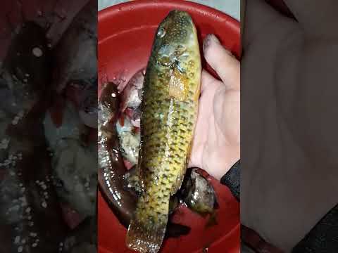 night dive spears fishing, libre ulam man sine. #fishtail #coldwaterfish #nightdive #kafishingmoatan