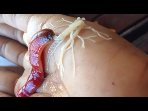 Funny animal videos - Creepy Ribbon Worm Is Trying To Defend Itself