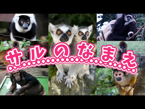 猿の名前