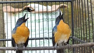 Download lagu Tledekan gunung gacor ngeroll‼️pancingan tledekan, kacer, srdc, jongkangan dll mp3 Download lagu Tledekan gunung gacor ngeroll‼️pancingan tledekan, kacer, srdc, jongkangan dll mp3