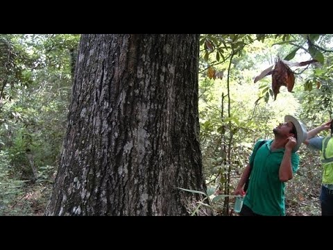 SFA Dendrology Lab - Week 8 (FORS 2319)