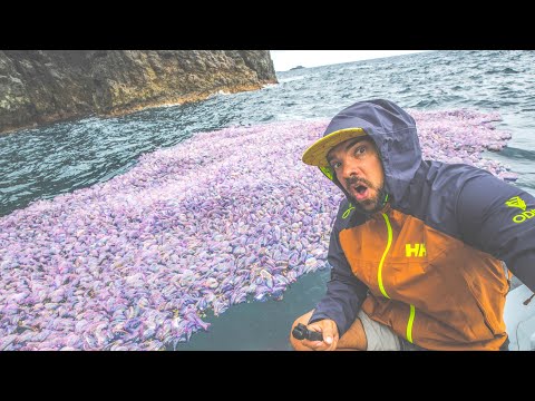 Flores, Azores - Real world Jurassic Park! SV Delos Ep.250