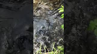 パクパク（空気うめぇ）