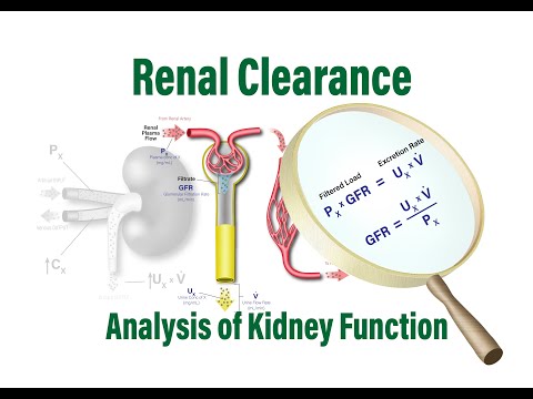 Renal Clearance: Analysis of Kidney Function, GFR, RPF and the Filtered Load