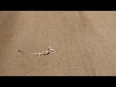 Desert Iguana territorial fight
