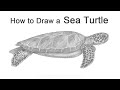 How to Draw a Sea Turtle (Green Sea Turtle)