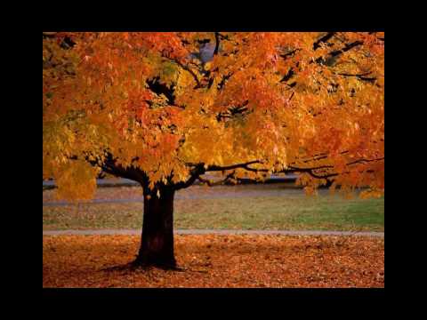 Falling Leaves - Vanished Serenity