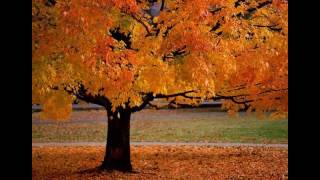 Falling Leaves - Vanished Serenity