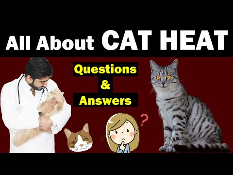 Everything About Cat Heat || Truth About Cat Heat || Q & A || Vet Furqan Younas