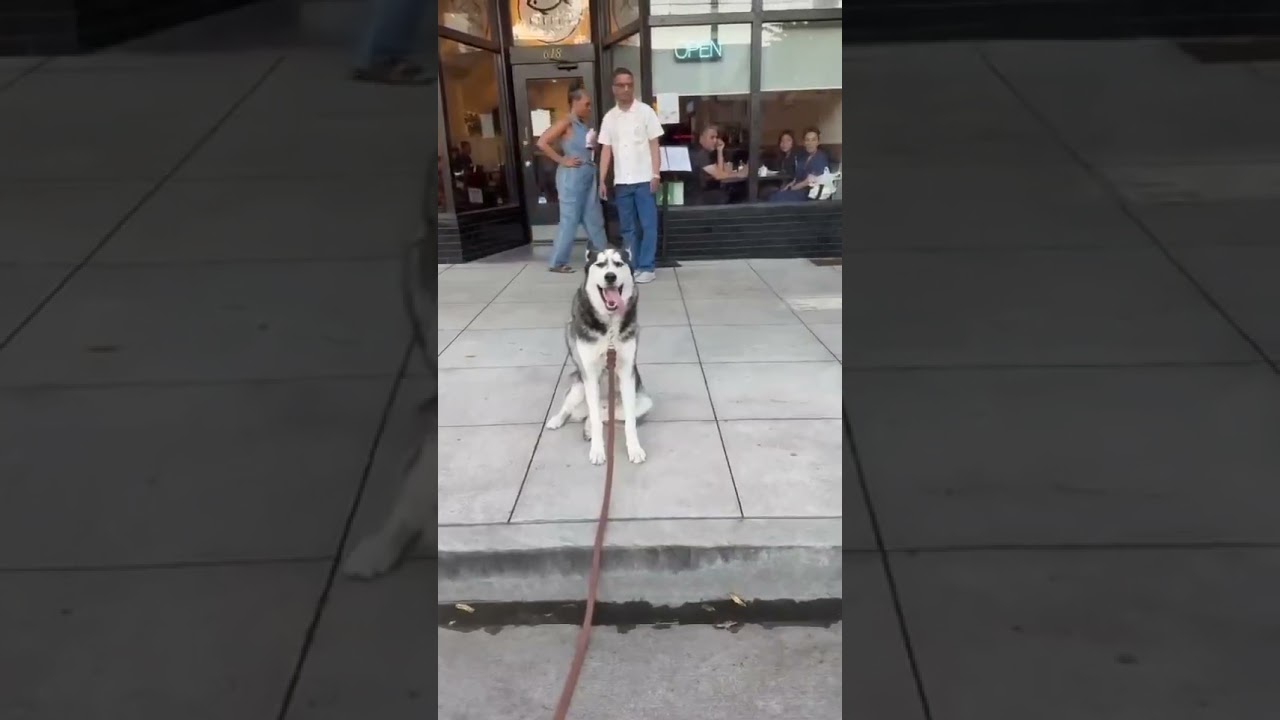 River, a ADOPTABLE Husky in Van Nuys, CA video 3/3