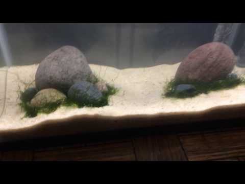 How to Create an Easy Aquascape | Betta Fish Tank