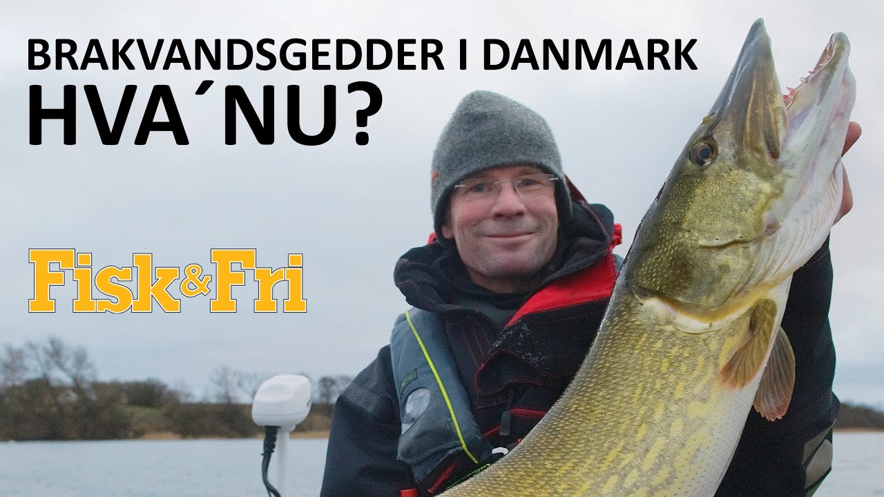 BRAKVANDSGEDDER I DANMARK – HVAD SKER DER LIGE NU?