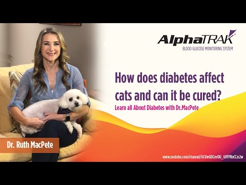 Part 5 | How Does Diabetes Affect Cats And Can It Be Cured? | Dr. Ruth MacPete