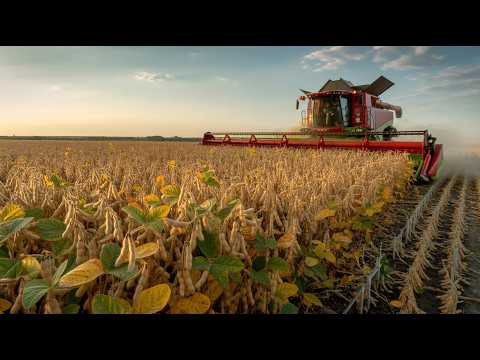 How American Farmers Harvest 260 Billion Pounds Of Soybeans by Machine | Agriculture Documentary