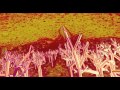 Hybrid - Sinequanon