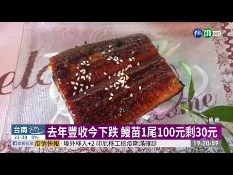 疫情衝擊外銷量 鰻苗市場供過於求