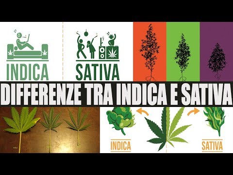 download lagu mp3 mp4 Stoned Significato, download lagu Stoned Significato gratis, unduh video klip Stoned Significato