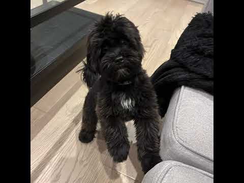 LUNA, an adopted Shih poo Mix in Richmond Hill , ON_image-1