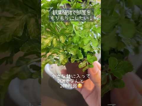 常緑樹のバルコニーに適したつる性の植物はどれですか?この7種は冬でも葉を落とさない！  庭園