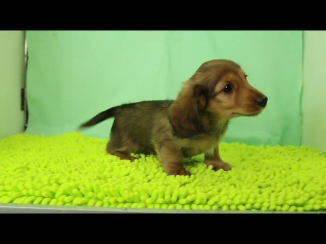 ブリーダー/ショップマロニエケンネル MARRONNIER KENNELのダックスフンド・ミニチュア・ロングで番号が2994です