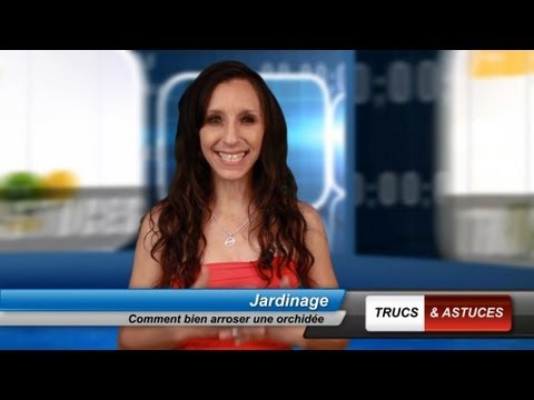 comment prendre soin d'une orchidée en pot
