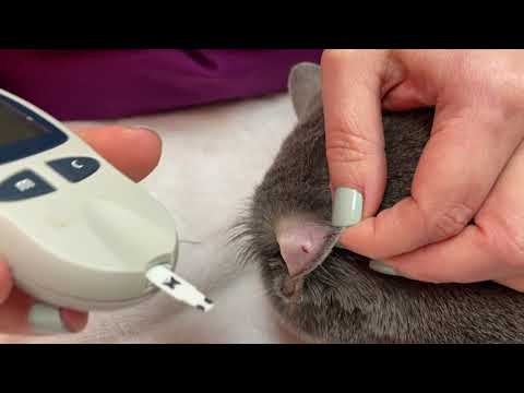 How To Check Your Cats Blood Glucose Levels