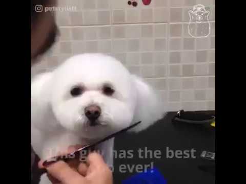 funny video of dog hair cutting