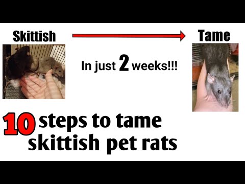 How to tame skittish rats - Ratdubly