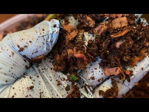 European Night Crawler Cocoons - update #7 (FINAL)