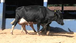 Vídeo 37 - 1ª ETAPA MEGA LIQUIDAÇÃO TOTAL AGROPECUÁRIA MARAJOARA - DIA 4 | GADO GIROLANDO E HOLANDÊS