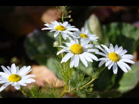 Genc Kaloti Lule Dele