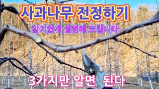 사과나무 전정하는 3가지 방법/알기쉽게 알려드립니다
