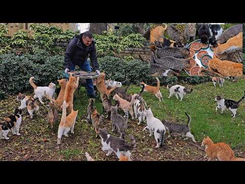 Möchten Sie, dass Ihre Weihnachtsgeschenke in diesem Jahr den Straßenkatzen zugutekommen?