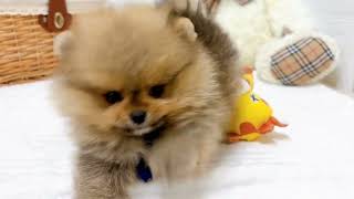 ポメラニアンの動画02