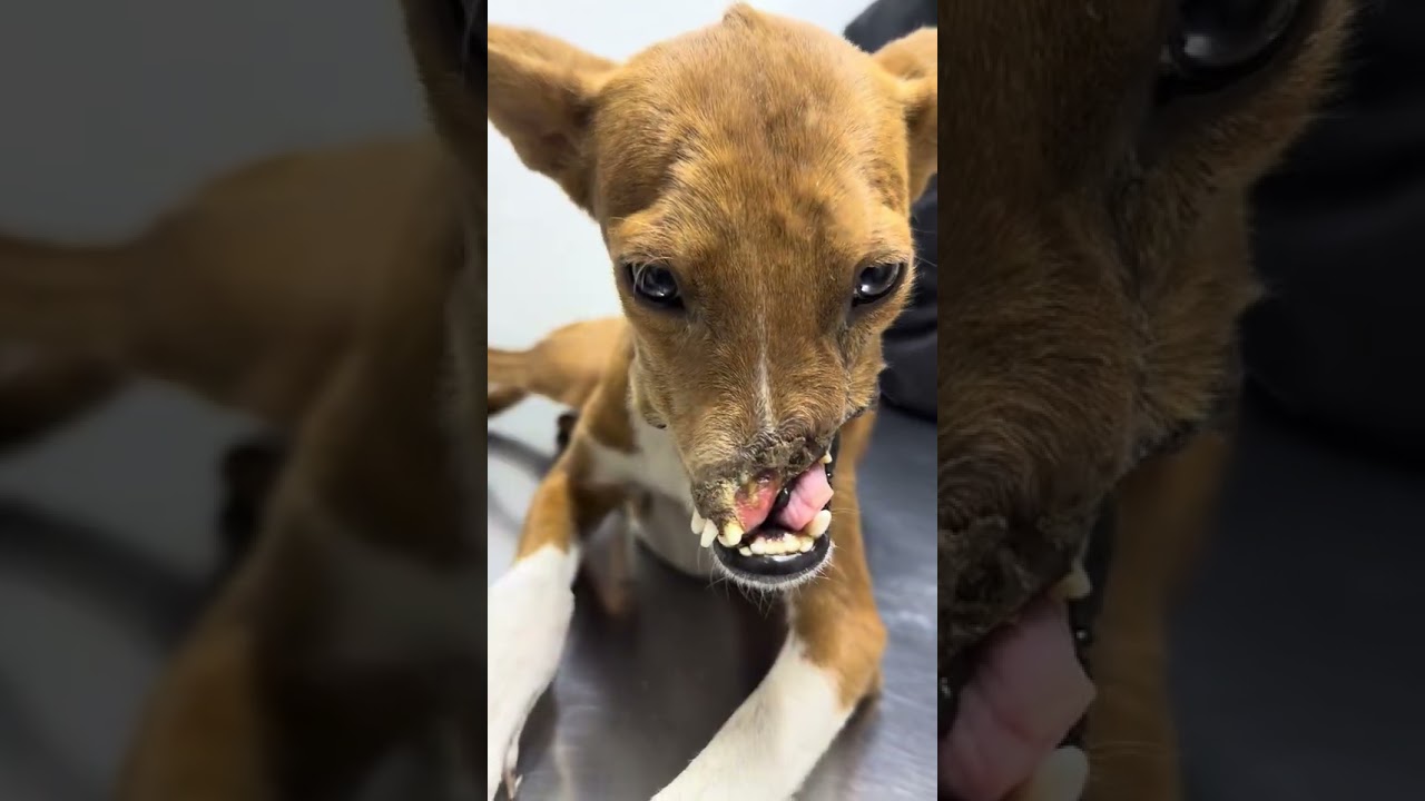 Lucille video