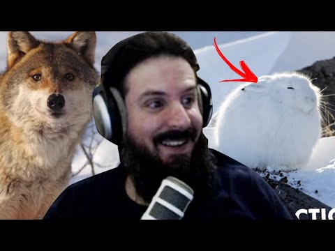 GRATIS 150ML ASSISTINDO UM VIDEO RELAXANTE - AS LEBRES DO ÁRTICO SÃO GRANDES BOLAS DE NEVE