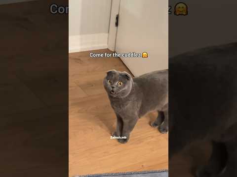 Sister Minnie is very Muslim Masha’Allah #catvideos