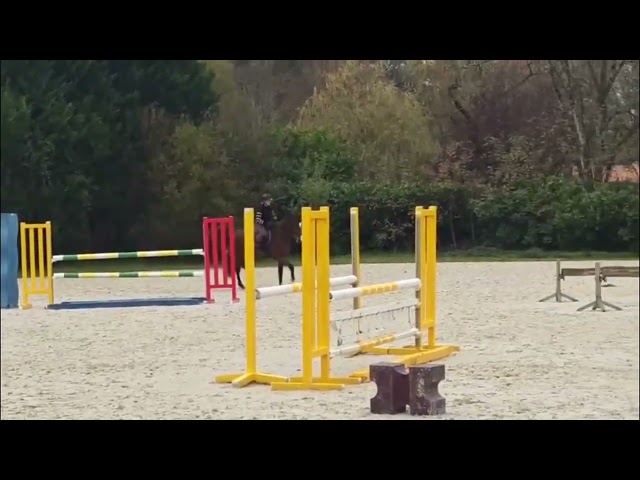 Hongre SF de 4 ans par Unaniem