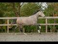 Merrie Lusitano Te koop 2020 Schimmel