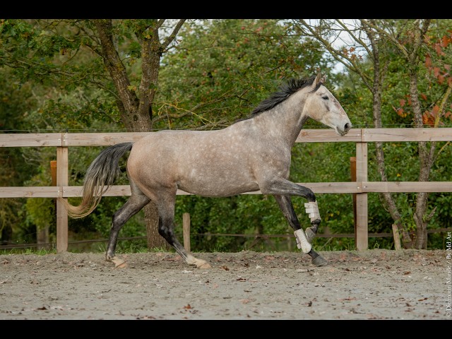 Merrie Lusitano Te koop 2020 Schimmel
