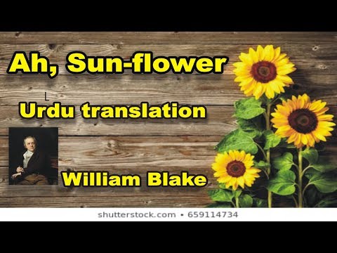 Ah Sun-flower; Urdu Translation:William Blake