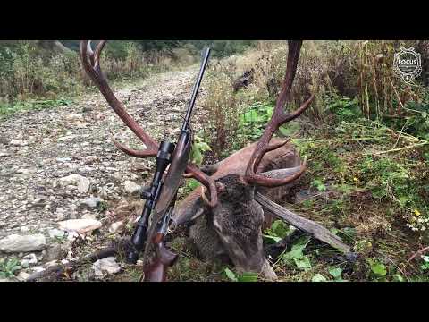 Hirschjagd in den Karpaten - Red stag hunting in the Carpathian Mountains