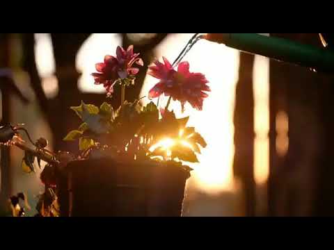 Nayi Subah Ki Nayi Kiran || Morning Song Ringtone ( GOOD Morning)