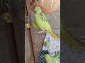 Green Ring Nick Parrot Birds