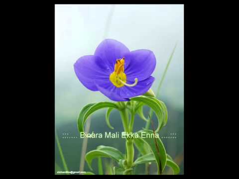 Download Binara Mali Sinhala Sog 3gp Mp4 Codedwap