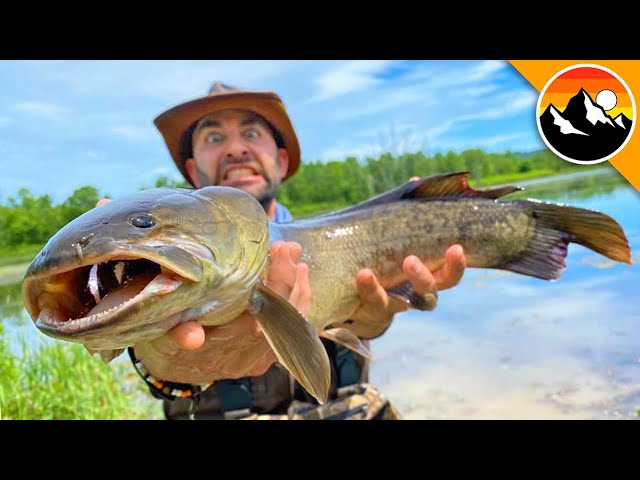 Video Pronunciation of bowfin in English