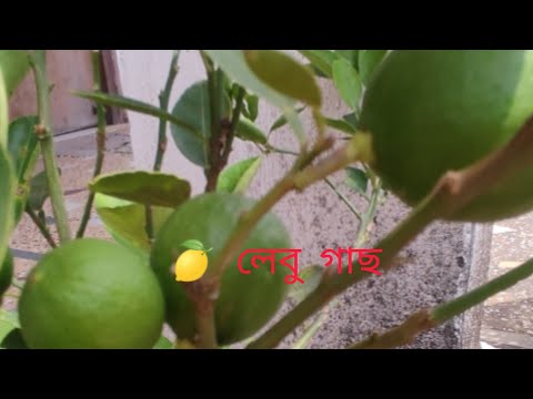 flowers plants and trees channel# Viral