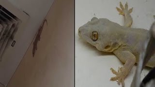 अगर दिखी छिपकली तो आप जल्द होगे मालामाल | Diwali Night Vision Of This lizard Makes You Millionaire